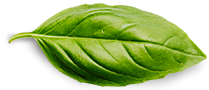 Về chúng tôi Basil Leaf